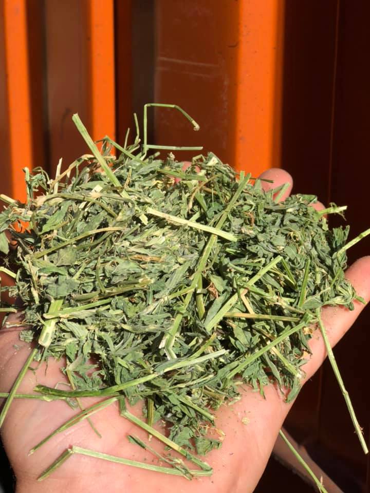 3 string premium western alfalfa